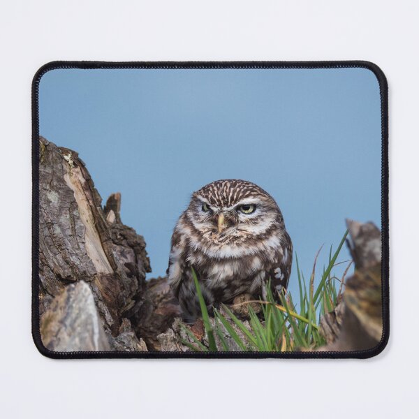 Item preview, Little owl perched on at tree trunk designed and sold by Dolfilms.