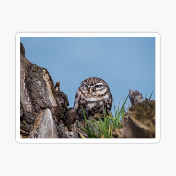 Little owl perched on at tree trunk Sticker