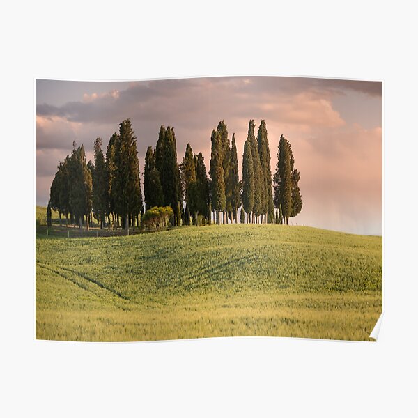 Group of cypress trees in Tuscan landscape Poster