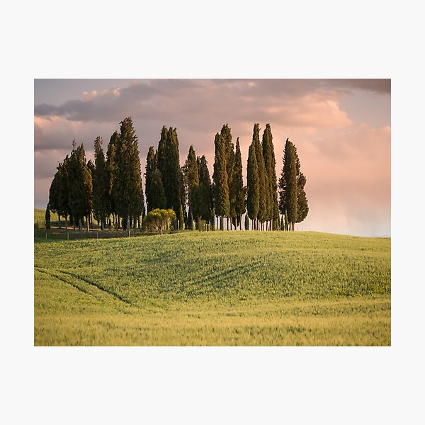 Group of cypress trees in Tuscan landscape Photographic Print