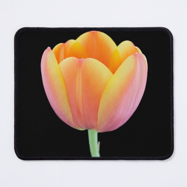 Item preview, Close-up of a orange-yellowish tulip  designed and sold by Dolfilms.