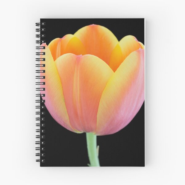 Item preview, Close-up of a orange-yellowish tulip  designed and sold by Dolfilms.