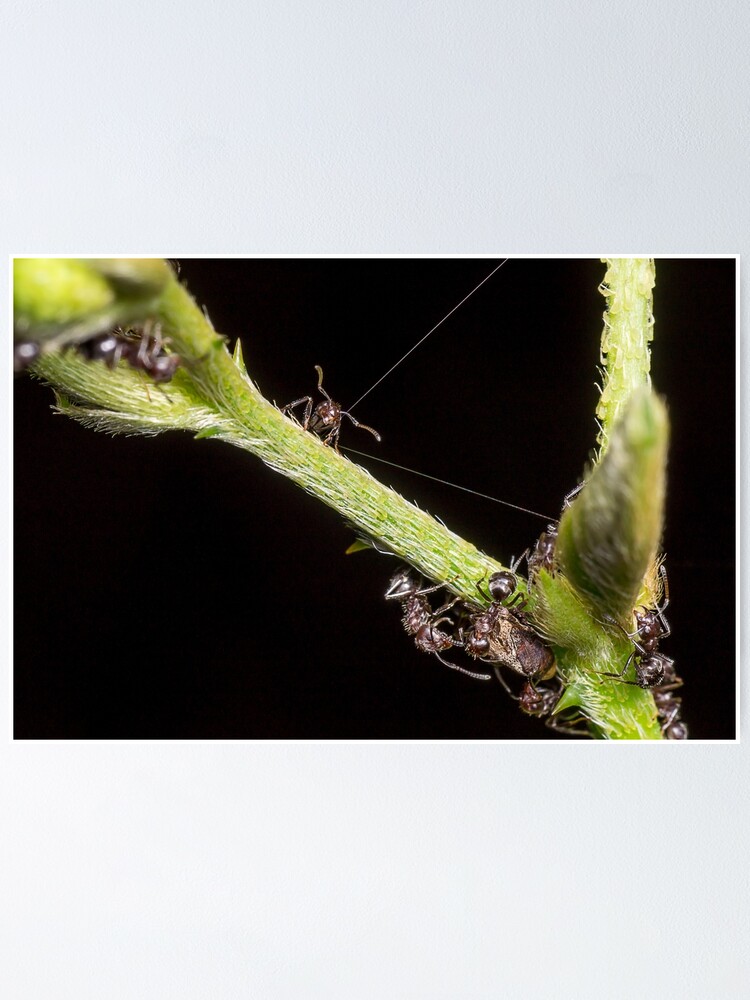 Unique And Organic Photo Of A Swarm Of Ants Tending A Treehopper Poster For Sale By