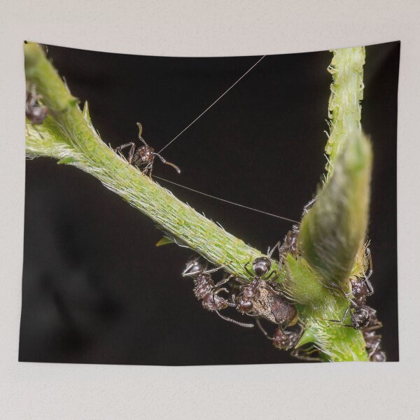 Item preview, Unique and organic photo of a swarm of ants tending a treehopper designed and sold by AvonPerception.
