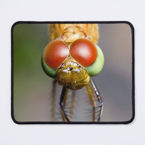 Item preview, Unique and organic photo of a Dragonfly designed and sold by AvonPerception.