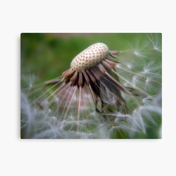 Dandelion Seeds Metal Print