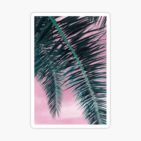 In the shade of a date palm, leaves and pink sky Sticker