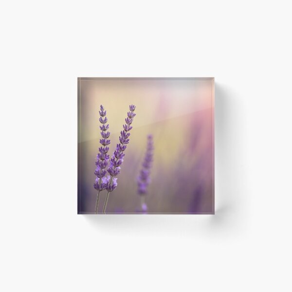 Item preview, Lavender flowers designed and sold by Catrinann.