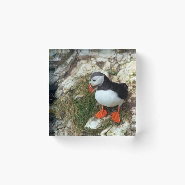 Item preview, Puffin on a cliff edge designed and sold by HazelWright.
