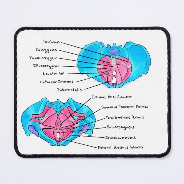 Item preview, Pelvic Floor Muscles designed and sold by Caroline Shea.