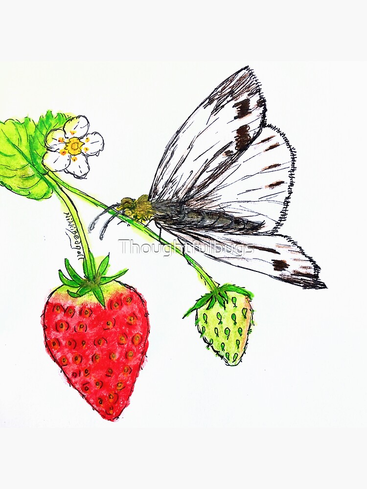 Butterfly on Strawberry Plant by Thoughtfulbugs