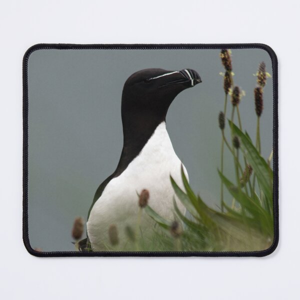 Item preview, Razorbill on a cliff edge designed and sold by HazelWright.
