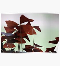 Oxalis Poster
