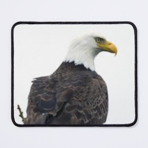 Item preview, American Bald Eagle American Bald Eagle. designed and sold by Fasharts.