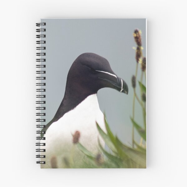 Item preview, Razorbill en la cima del acantilado designed and sold by HazelWright.
