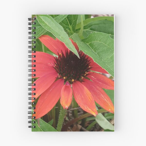 Item preview, CONEFLOWER designed and sold by PCCARES.