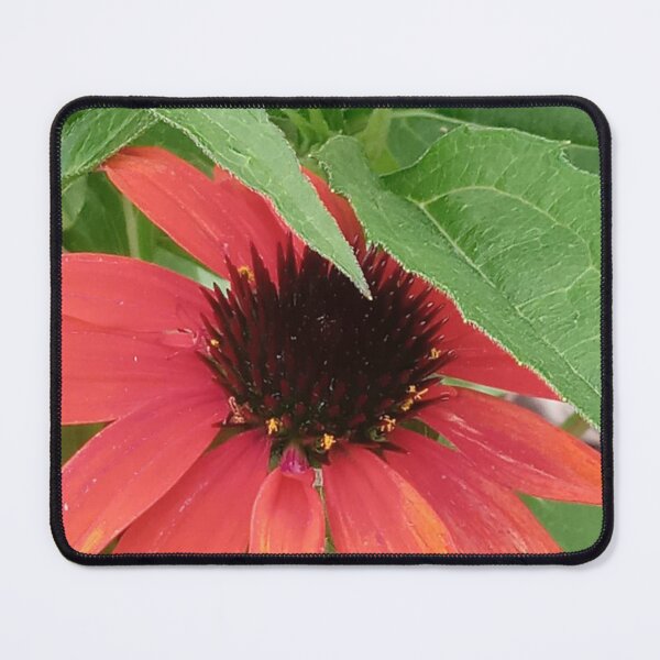 Item preview, CONEFLOWER designed and sold by PCCARES.