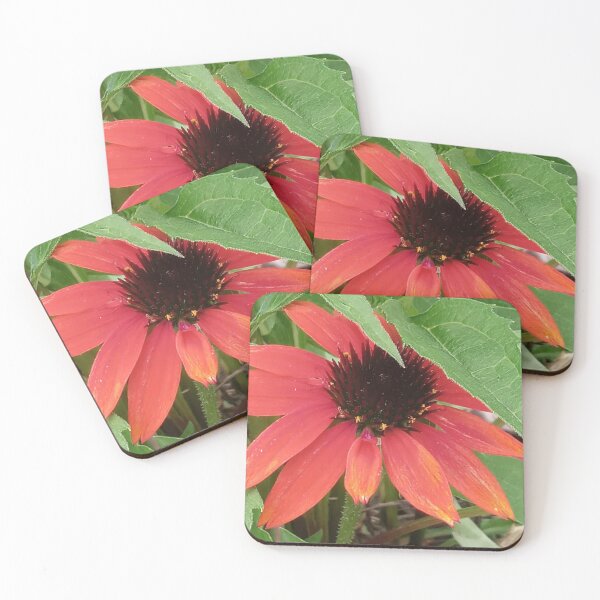 Item preview, EQUINÍFICA designed and sold by PCCARES.