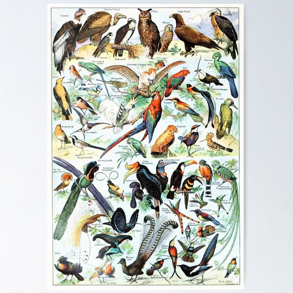 Item preview, Vintage Bird Illustration I designed and sold by Vintage Wall Art.