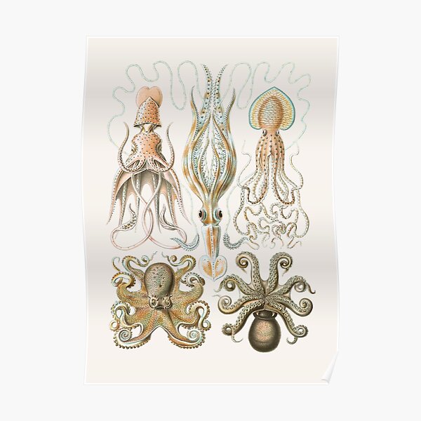 “Vintage Octopus Illustration” Poster by fineearth | Redbubble