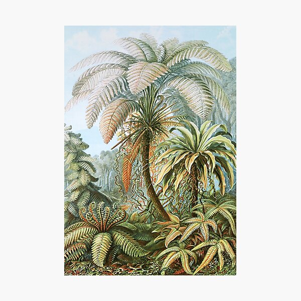 Item preview, Vintage Fern and Palm Tree Art designed and sold by Vintage Wall Art.
