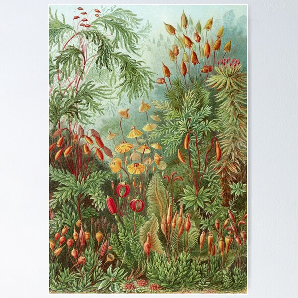 Item preview, Scientific Illustration of Moss in the Forest  designed and sold by Vintage Wall Art.
