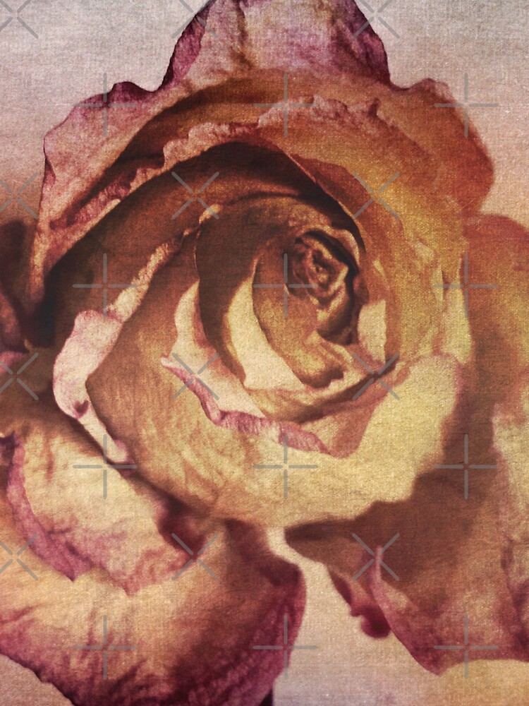Rose in Time - Flower Lovers - Vintage Dusty Pink Rose Art by OneDayArt