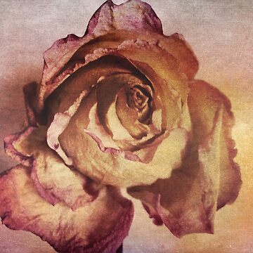 Artwork thumbnail, Rose in Time - Flower Lovers - Vintage Dusty Pink Rose Art by OneDayArt