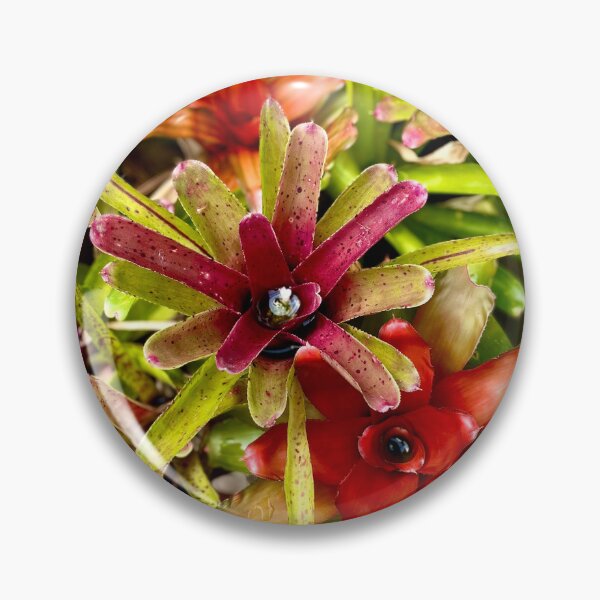 Item preview, Blushing Bromeliad designed and sold by Nebuliz.