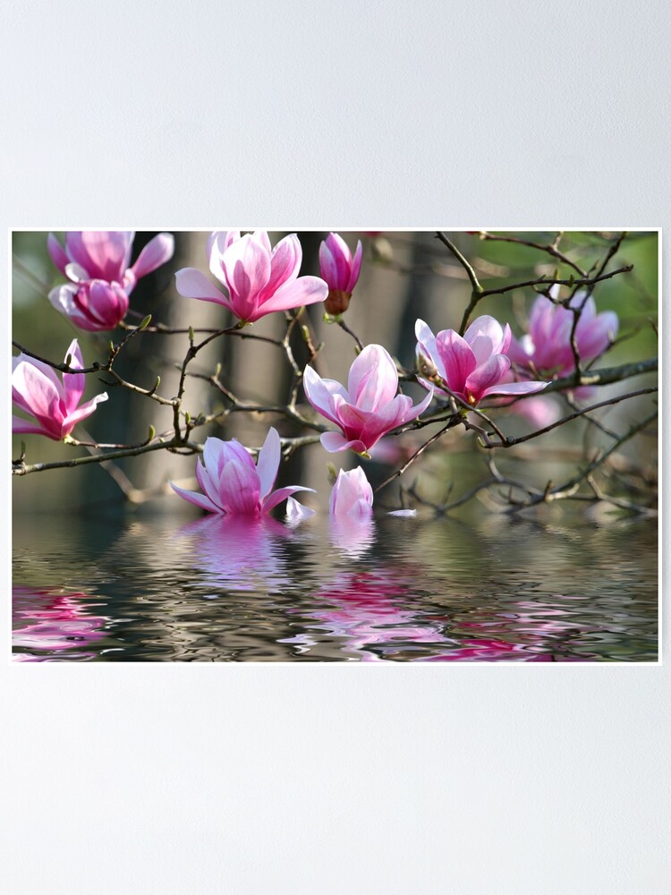 Póster «Magnolia japonesa en agua» de dbvirago | Redbubble