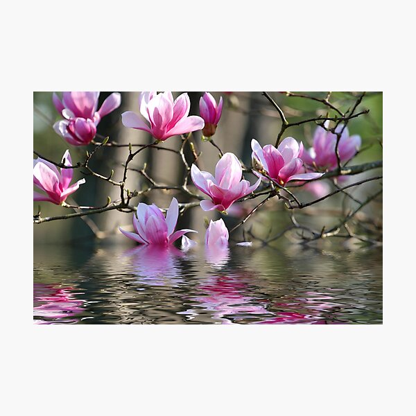 Item preview, Japanese Magnolia in Water designed and sold by dbvirago.