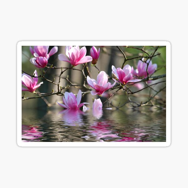 Item preview, Japanese Magnolia in Water designed and sold by dbvirago.