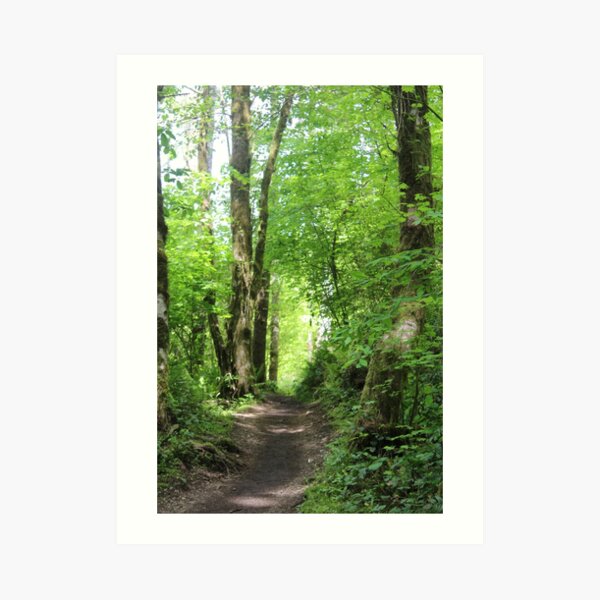 Serene Wooded Pathway Art Print