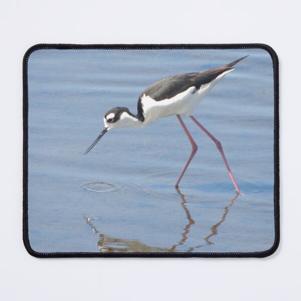 Item preview, Black Necked Stilt designed and sold by Robert Ball.