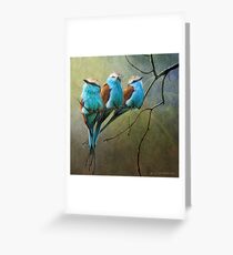 racquet tailed rollers- blue birds of africa Greeting Card