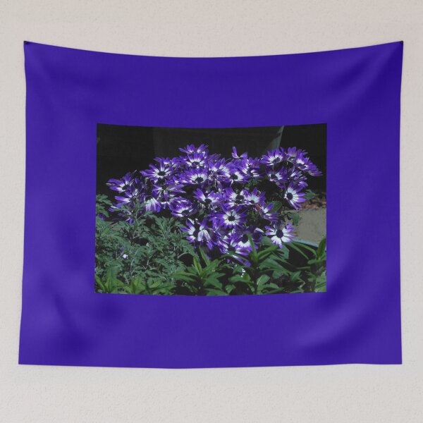 Item preview, Sunlit Cinerarias designed and sold by Kathryn Jones.
