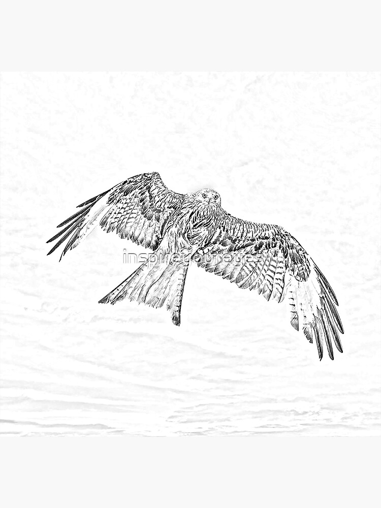 "Red Kite in Pencil" Poster for Sale by inspireyoureyes Redbubble