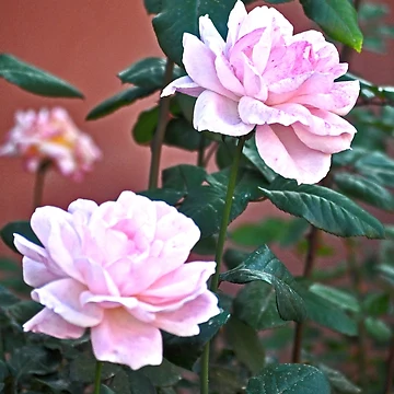 Artwork thumbnail, ROSES ROSES ROSES I THANK ALL THE ROSES by JAYMILO
