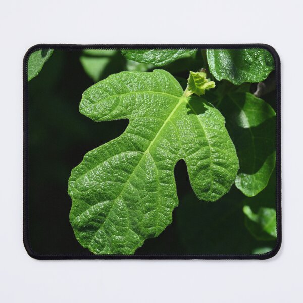 Item preview, Fig Tree Leaf designed and sold by artbymisterfatz.