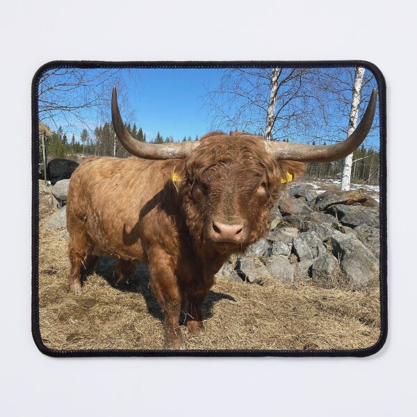 Item preview, Scottish Highland Cattle Bull 3310 designed and sold by SaarelaHighland.