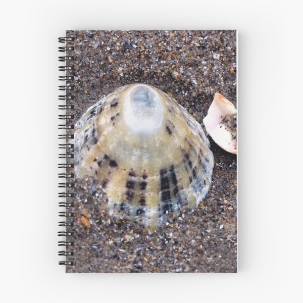 Item preview, shell designed and sold by KathleenDawson.