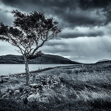 Artwork thumbnail, Lone Tree by Rjmcveigh