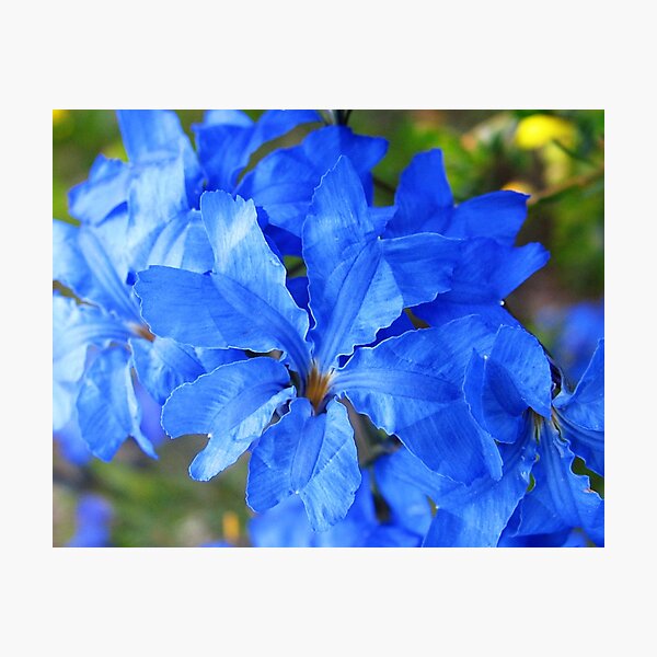 Blue Leschenaultia Photographic Print