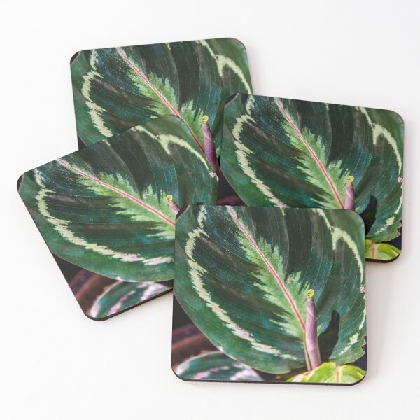 Item preview, Prayer plant designed and sold by indiafrankk.