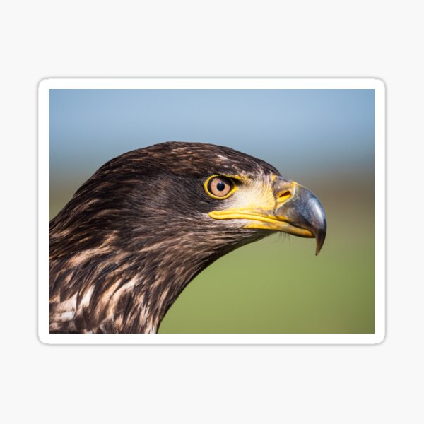 Close-up of an immature American bald eagle Sticker