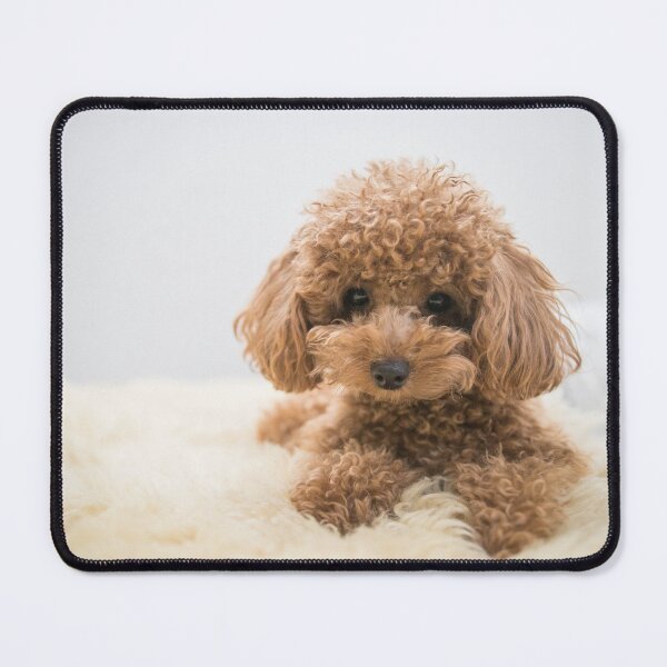 Item preview, Curly-Haired Toy Poodle designed and sold by Mohit Sebastian.