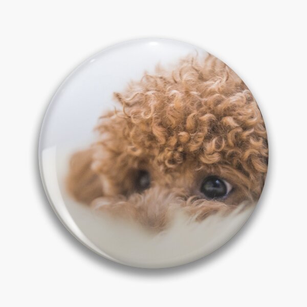 Item preview, Curly-Haired Toy Poodle designed and sold by Mohit Sebastian.