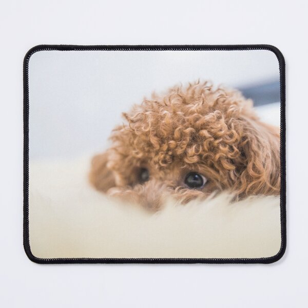 Item preview, Curly-Haired Toy Poodle designed and sold by Mohit Sebastian.