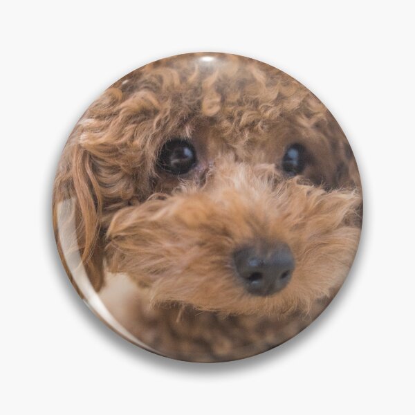 Item preview, Curly-Haired Toy Poodle designed and sold by Mohit Sebastian.