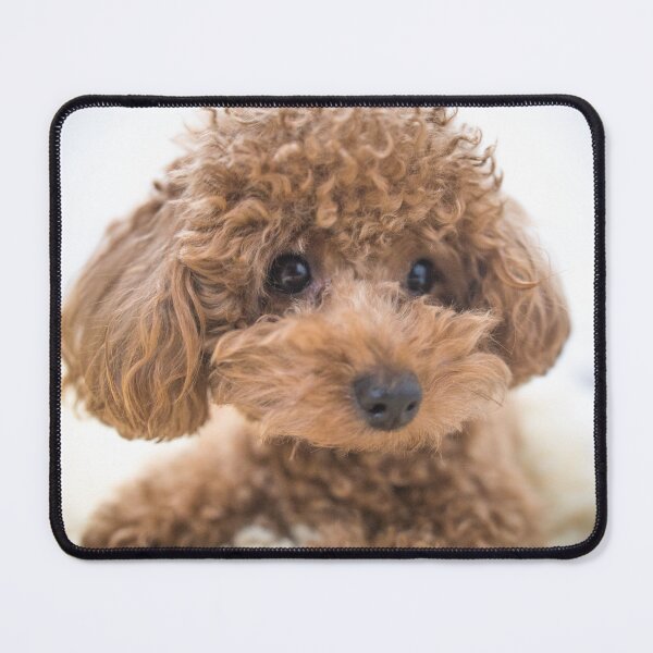 Item preview, Curly-Haired Toy Poodle designed and sold by Mohit Sebastian.